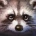 inv_pet_raccoon