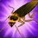 Mechanical Cockroach Icon