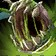 Chompy Icon