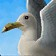 Sea Gull Icon